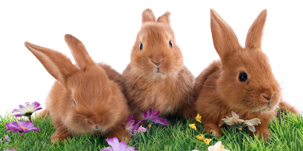 Vegan and Cruelty-Free